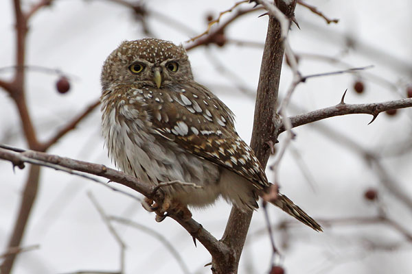 [Pearl-spotted-Owlet-BINNS-IMG_2739-copy.jpg]