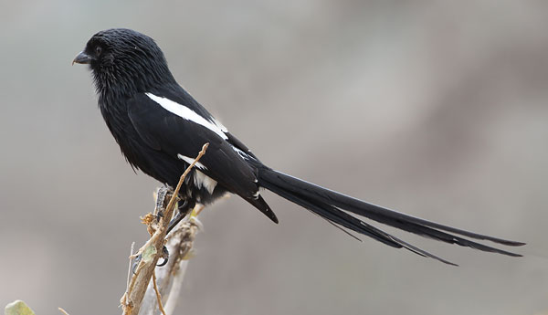 [Magpie-Shrike-BINNS-IMG_2752-copy.jpg]