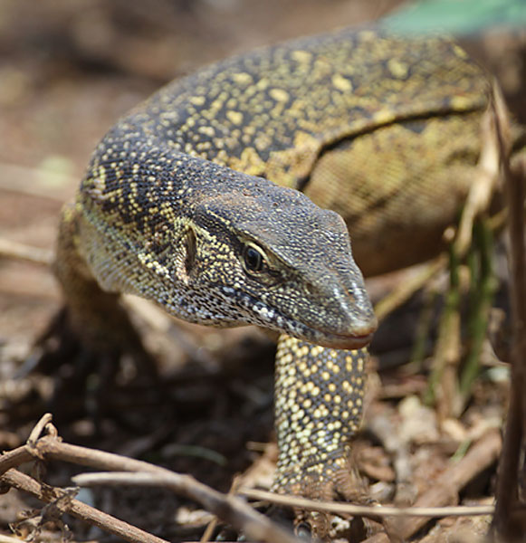 [Nile-Monitor-BINNS-IMG_3771-copy.jpg]