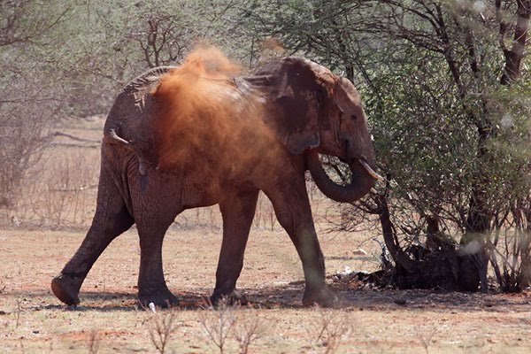 [Elephant-dust-bathing-BINNS-IMG_3565-copy.jpg]