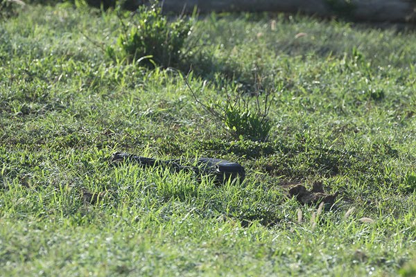 [Tire-in-Kanderi-Swamp-Python-BINNS-IMG_7644-copy.jpg]