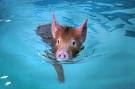[pigswimming.jpg]