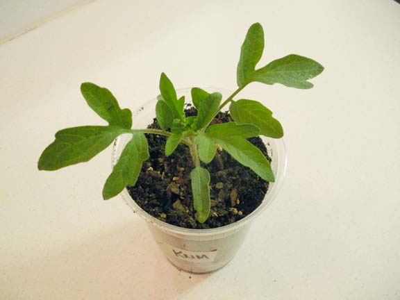 [feb09_tomatoes_4.jpg]