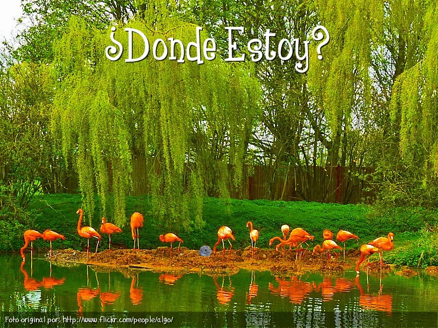Brownie y Flamingos