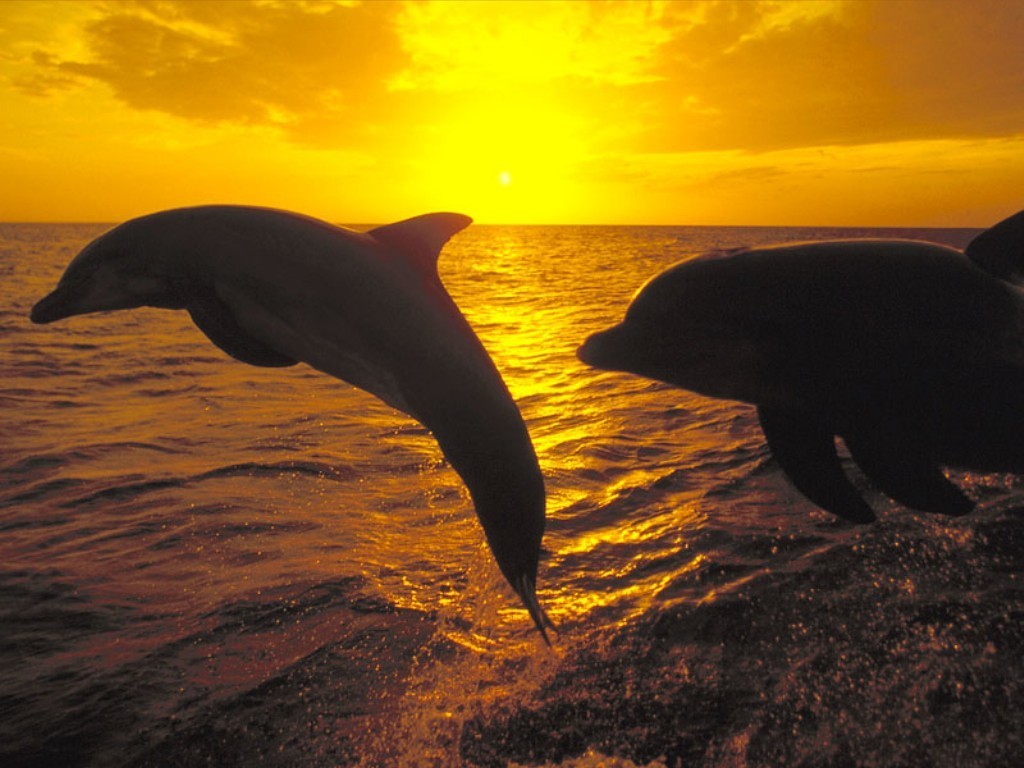 Sunrise Wallpaper Sunrise Wallpaper