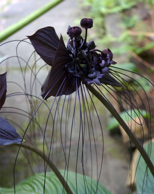Orchids Flowers What Is A Black Orchid Fascinating But Elusive