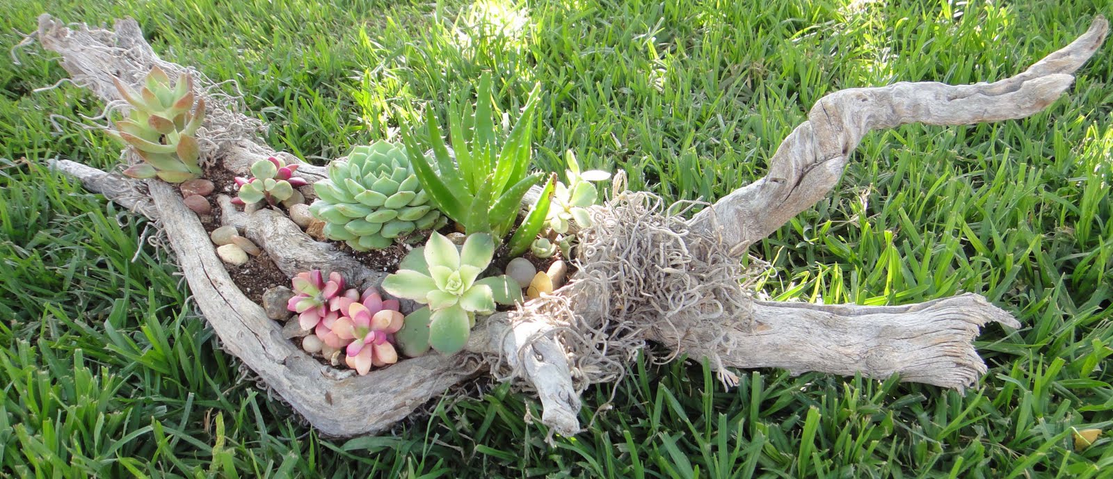 K8 Vision Driftwood Succulent Arrangement
