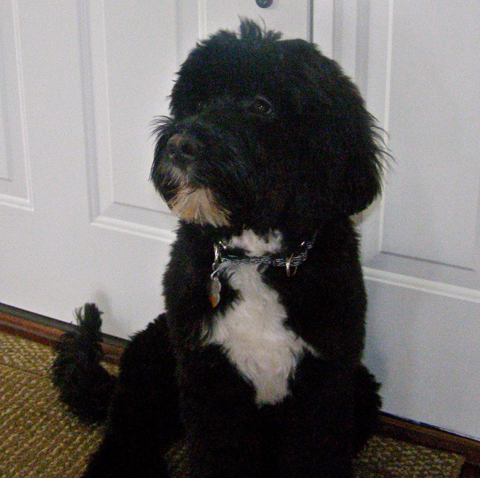 Our family's Portuguese Water Dog First Haircut
