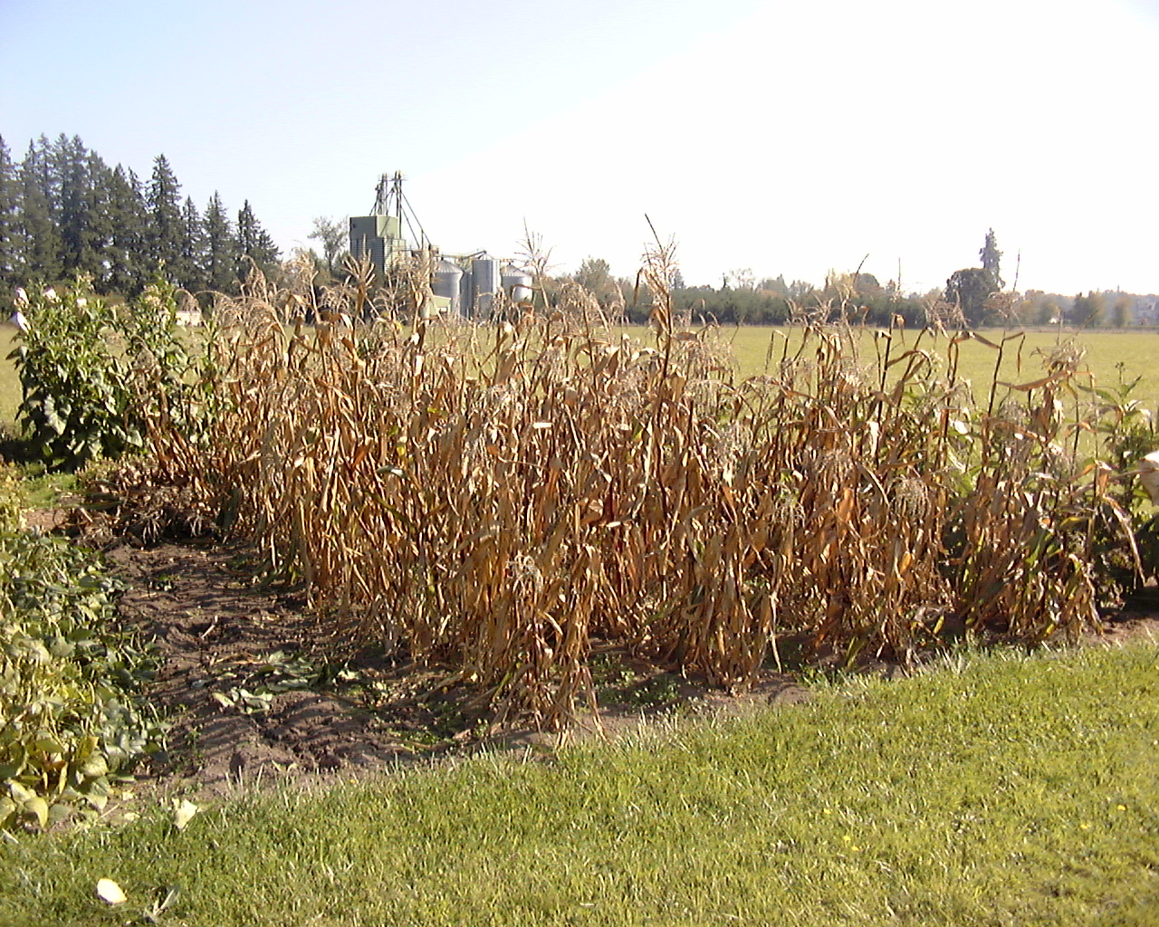 [corn_sunshine_100104.jpg]