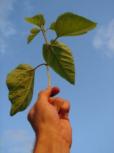 [871026_a_theme_of_growth.jpg]