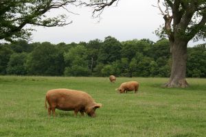 [972685_wild_pigs.jpg]