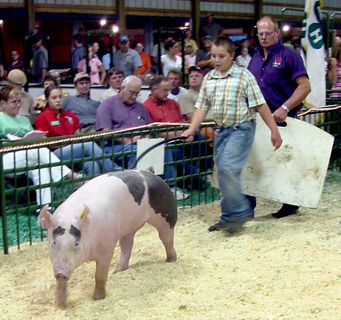 [4-H--tofte-pig-auction-ring.jpg]