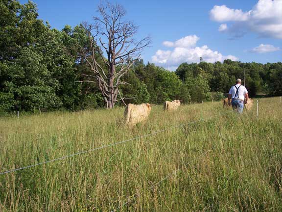 [2+strand+fence+gd+steers+pic.jpg]