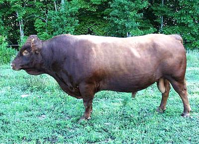 [Sundance7-1-07close.jpg]