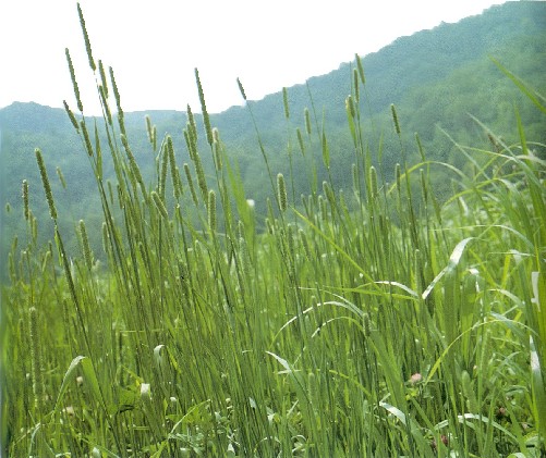 [timothy_pasture_grass.jpg]