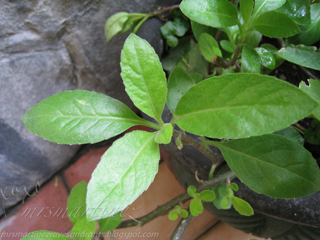 ashitaba leaves
