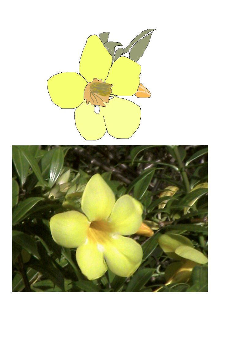 [flora1.jpg]