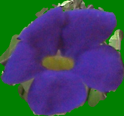 [florlista1.png]
