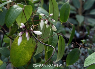 33 Best Monrovia Spring Wish List Images Monrovia Plants Plant