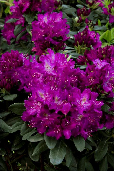Shrubs Prune And Rejuvenate