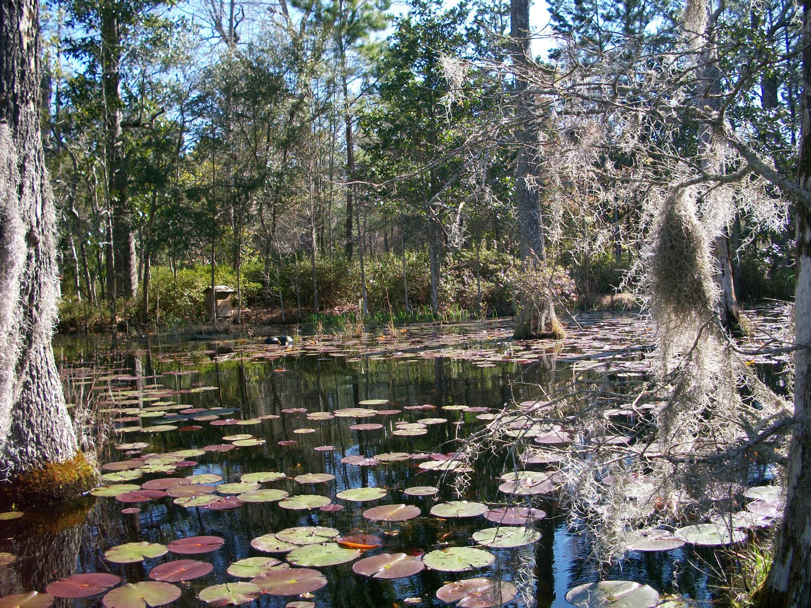 Hangin With The Hoyts Cypress Gardens, Charleston, and Flowertown