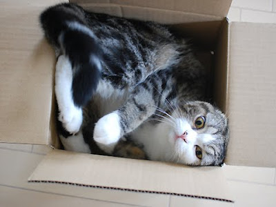 Maru Blog
