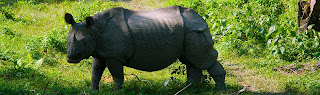Rhinoceros