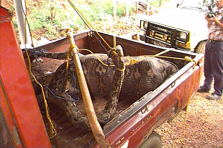 Hombre devorado por anaconda !!! Hombre devorado por anaconda !!!