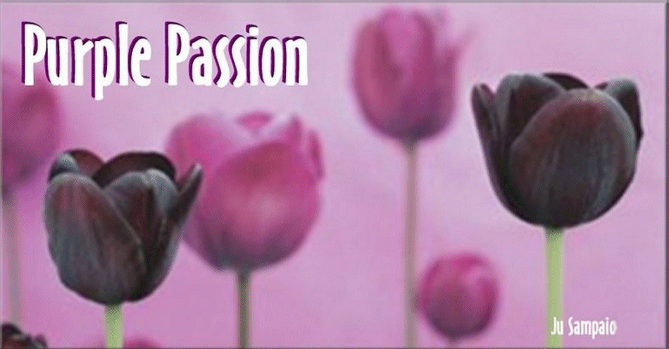 Purple Passion