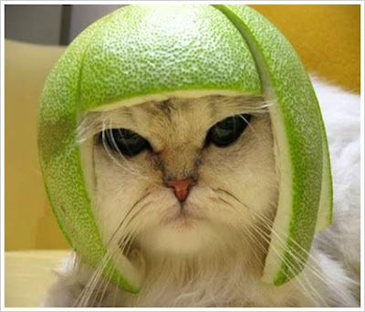 cat pictures funny. Melon Cat Funny