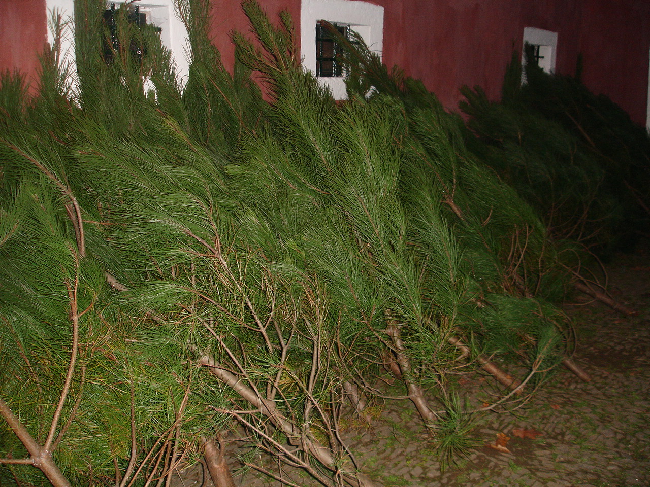 [DSC08233.JPG]