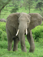 Elefante Africano