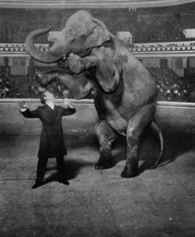 Houdini Elephant