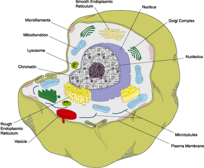 animal cell coloring answers