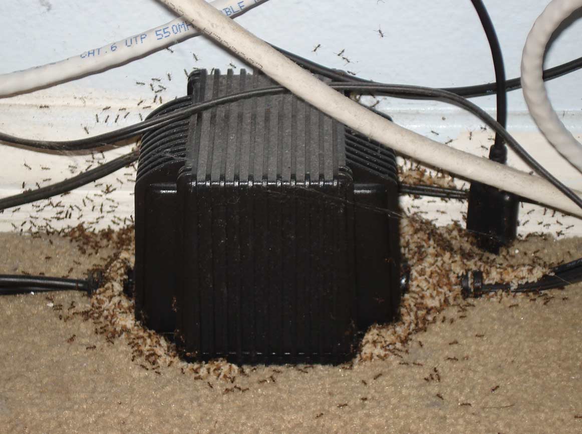[ant_wars_1.jpg]