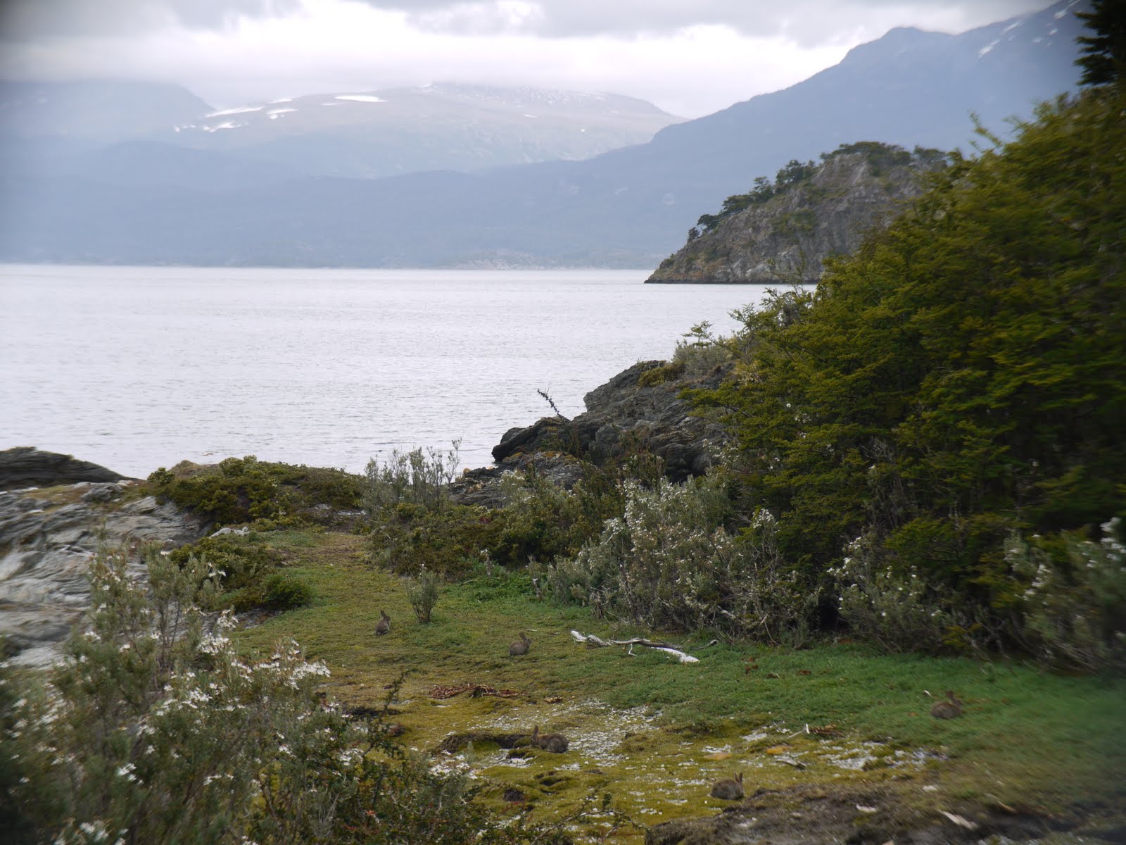 [Rabbits+Tierra+del+Fuego.JPG]