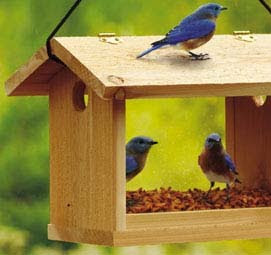 Bluebird Feeder