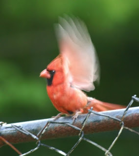 wild birds unlimited i have a mad cardinal attacking my wild birds unlimited i have a mad cardinal attacking my