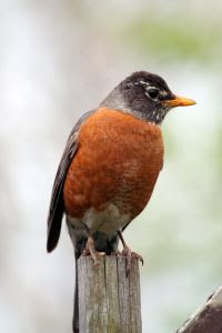 wild birds unlimited fascinating facts about the american wild birds unlimited fascinating facts about the american