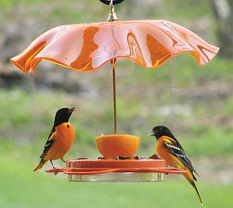 wild birds unlimited what s the best way to attract orioles wild birds unlimited what s the best way to attract orioles