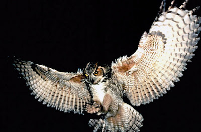 owls in flight