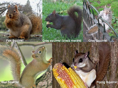 squirrel types pictures
