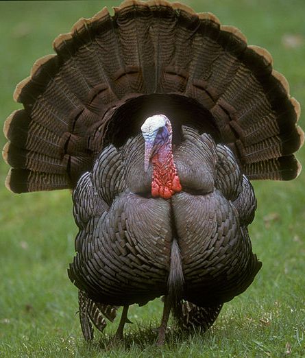 what do turkeys like to eat 28 images why do we eat what do turkeys like to eat 28 images why do we eat