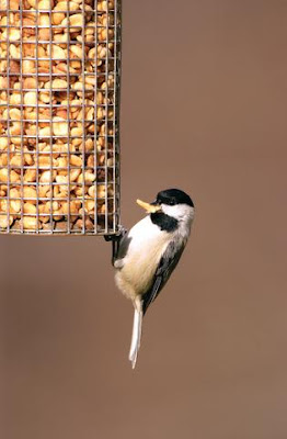 wild birds unlimited why do birds like peanuts wild birds unlimited why do birds like peanuts