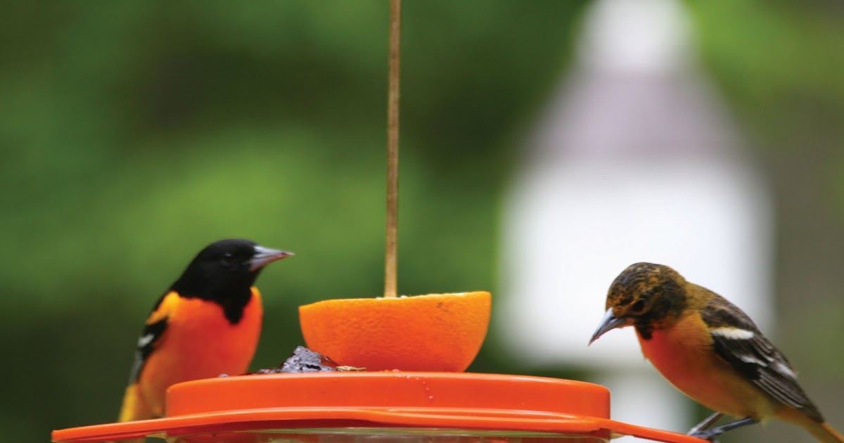 wild birds unlimited tips for feeding birds in the summer wild birds unlimited tips for feeding birds in the summer
