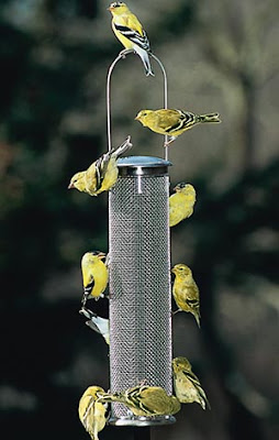 wild birds unlimited old vs young do american wild birds unlimited old vs young do american