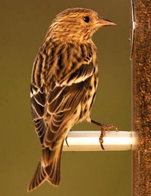Wild Birds Unlimited on Wild Birds Unlimited  Pine Siskin Reported In Mid Michigan