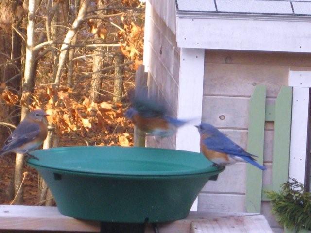 Wild About Birds - Cómo atraer a los Cardenales del Norte a su patio