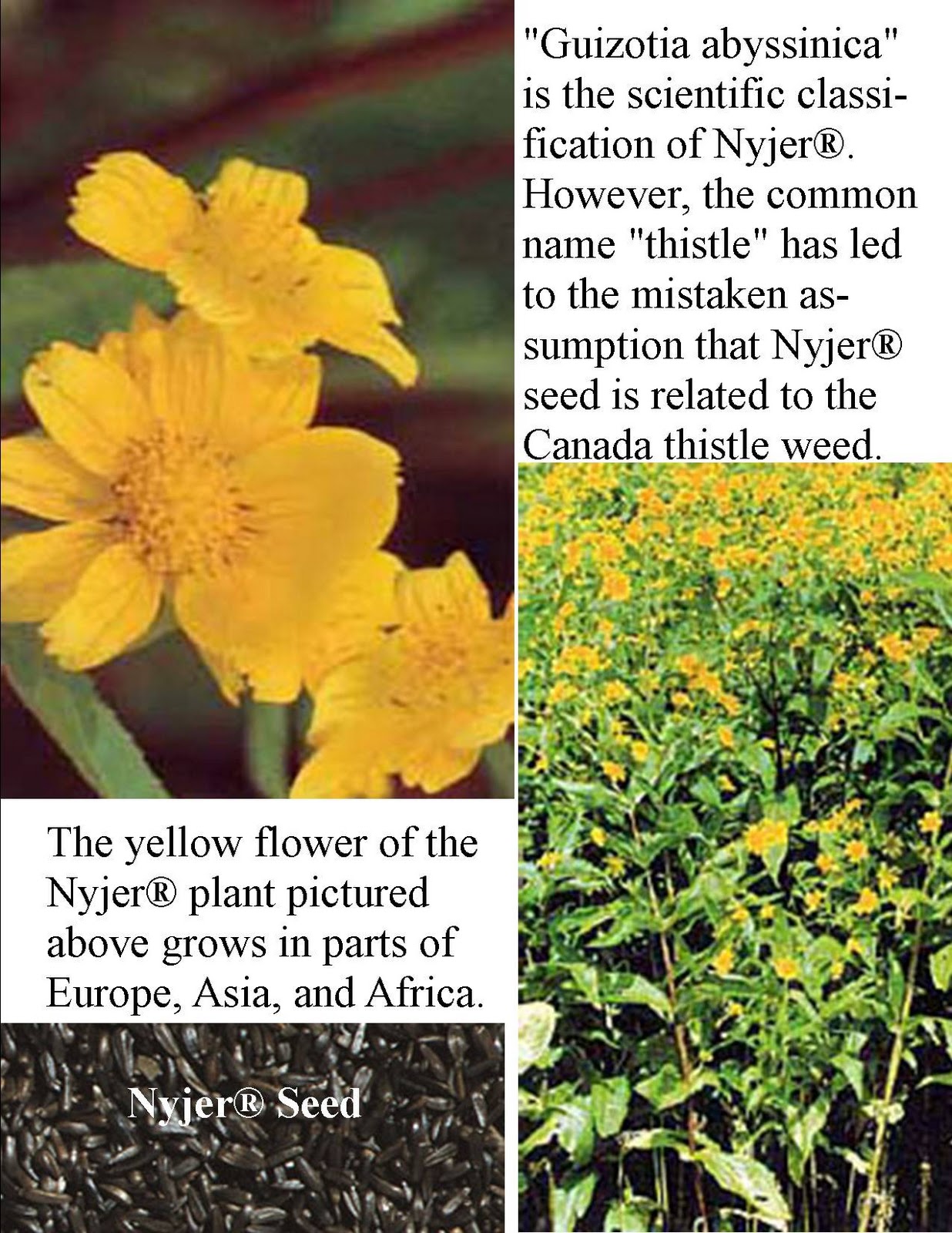 Wild Birds Unlimited Discover a Refuge In Your Own Backyard ® East