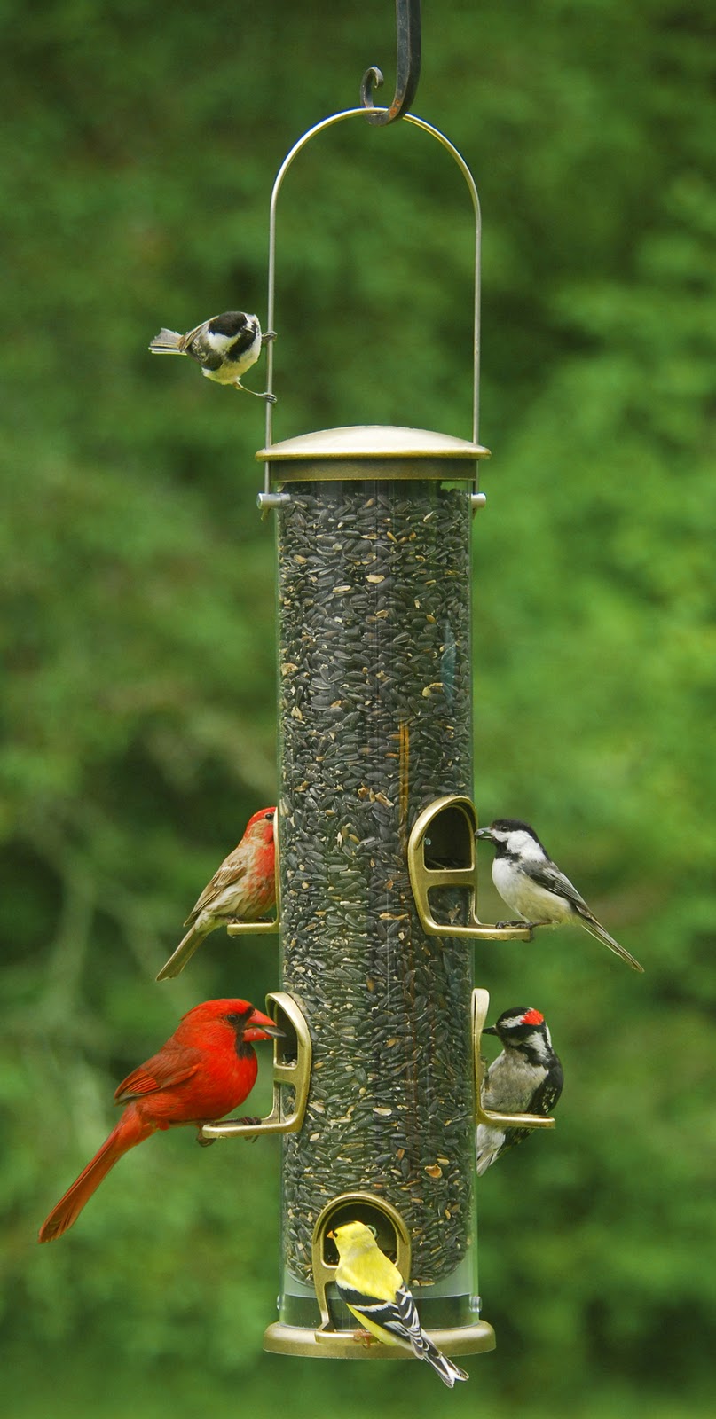 wild birds unlimited do you get more birds if you feed wild birds unlimited do you get more birds if you feed
